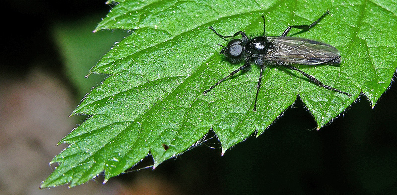 Bibio marci e Cercopis vulnerata